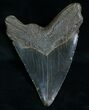 Megalodon Tooth From Georgia #6062-2